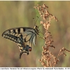 pap machaon imago13 kher